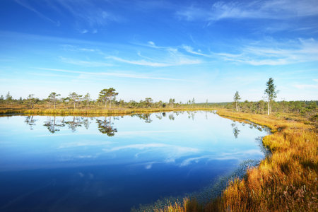 Crystal clear lake and swamp in a morning haze. Reflection on the water. Bright blue sky. Pine trees...