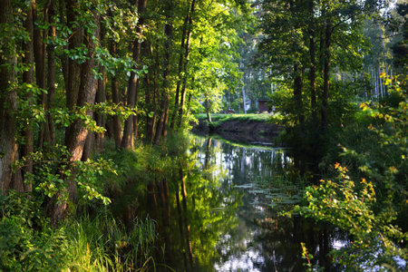 A swampy forest river and green trees at sunset. Clear summer day. Latviaの写真素材