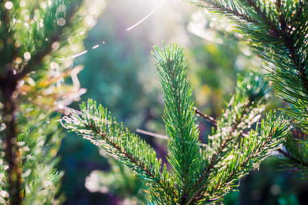 Spruce branches and dew drops close-up. Young coniferous forest at sunrise. Pure morning sunlight....