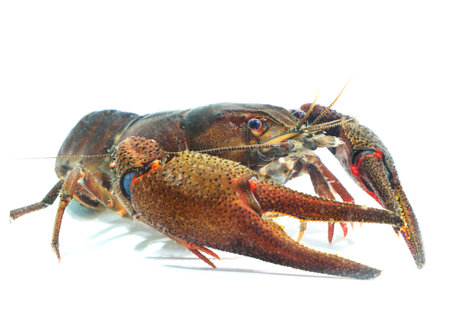 Male Noble crayfish Astacus astacus. Large live crayfish isolated over white.の写真素材
