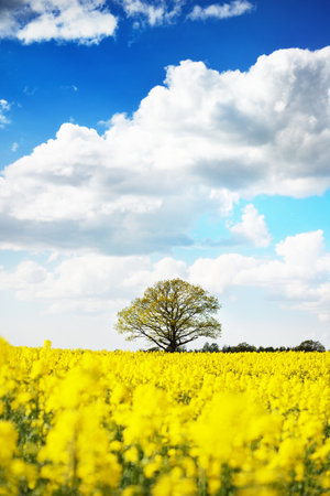 Spring country landscape. View of the flowering rapeseed field and forest in the background on a...