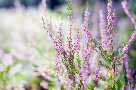 Morning in the forest. Blooming heather close-up. Latvia