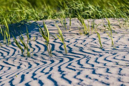 Sand and green grass texture, close-up. The coast of the Baltic sea. Ruhnu island, Estoniaの写真素材
