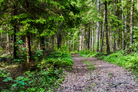 A footpath through the mixed coniferous forest, green pine trees close-up. Ruhnu island, Estonia