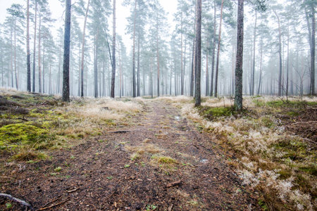 The forest landscape. Morning fog through the pine trees on a cloudy winter day. Latvia