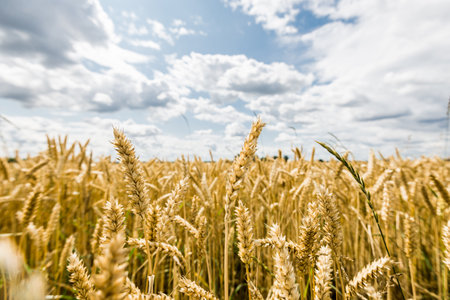 Summer countryside. View of an agricultural field on a cloudy day, close-up. USAの写真素材