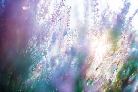 Clear morning in the forest. Frozen blooming heather flowers closeup, Latvia