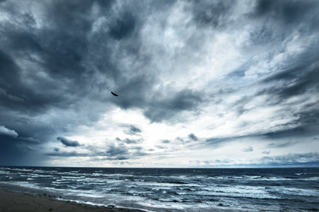 Dark blue cloudy sky above the Baltic sea, storm waves, flying bird close-up. Latvia
