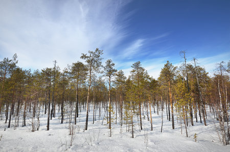 Young evergreen forest against clear blue sky on a sunny winter day. Karelia north, Lapland
