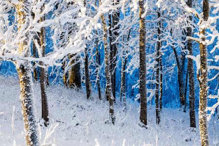 Snow-covered birch trees close-up. Winter forest landscape. Latvia