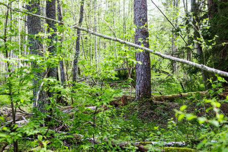 Summer forest landscape. Green trees close-up. Finland