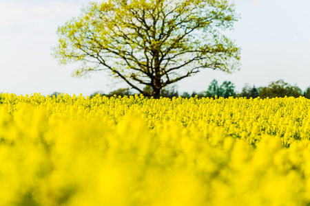 Spring country landscape. View of the flowering rapeseed field and forest in the background on a clear sunny day. Green tree close up. Latviaの写真素材