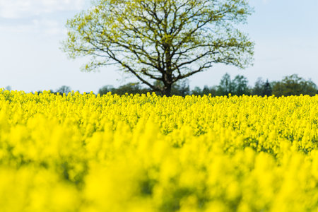 Spring country landscape. View of the flowering rapeseed field and forest in the background on a clear sunny day. Green tree close up. Latviaの写真素材