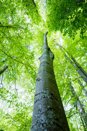 Summer forest landscape. Green beech forest, trees closeup. Germany