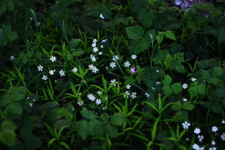 Small white forest flowers and green leaves close-up. Estoniaの写真素材