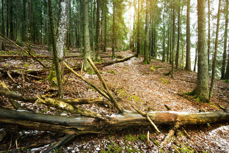Pathway through snow-covered hills of mysterious mixed coniferous forest. Evergreen pine, spruce,...