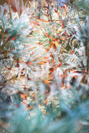 The young green fir tree branch, needles close-up. Coniferous forest at sunset. Pure evening light. Lapland, Finlandの写真素材
