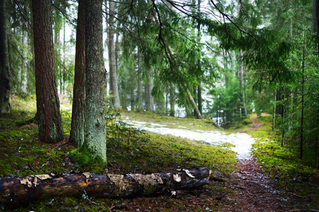 Pathway through snow-covered mysterious evergreen forest. Pine, spruce, fir trees, logs close-up....