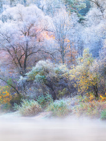 Frozen plants, young trees covered by rime. Colorful green, yellow, golden leaves close-up. Abstract natural botanical pattern, texture, background. Winter wonderland. Seasons, nature, magic, fantasyの写真素材