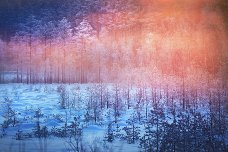 Juniper, spruce and pine trees at sunset. Coniferous forest after a blizzard. Winter wonderland. Finlandの写真素材