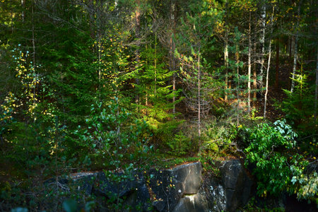 Evergreen forest near the rocky seashore of the Hanko Peninsula, Gulf of Finland. Green trees,...