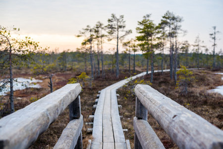 Spring landscape. Wooden walkway through pine trees, birch trees and marsh at sunset. Cenas...