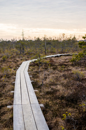 Spring landscape. Wooden walkway through pine trees, birch trees and marsh at sunset. Cenas tÄ«relis, Latviaの写真素材