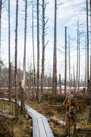 Spring landscape. Wooden walkway through pine trees, birch trees and marsh at sunset. Cenas tÄ«relis, Latviaの写真素材