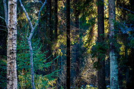 Morning sunlight on the pine trees. Spring forest landscape. Latvia