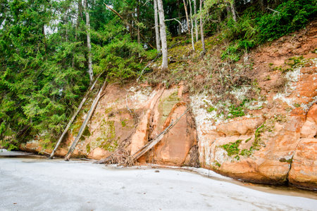 Winter forest landscape. Cliffs near the river and pine trees in the background. Gauja National Park, Latviaの写真素材