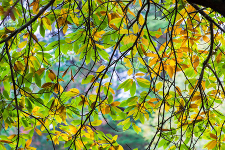 Autumn forest landscape. Moss-covered trees, ferns and colorful leaves. Carnac, Franceの写真素材