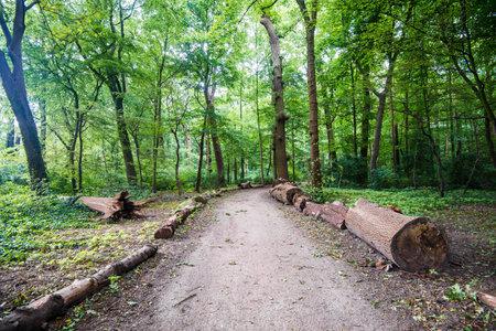 Summer forest landscape. Green trees and leaves close-up