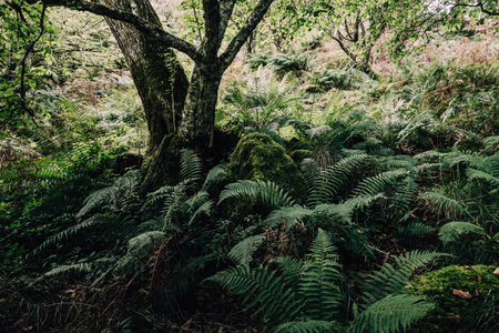Breathtaking view of the Scottish rainforest. Ancient trees, moss and fern close-up. Crinan Canal, Argyll and Bute, Scotland, UK. Dark atmospheric landscapeの写真素材