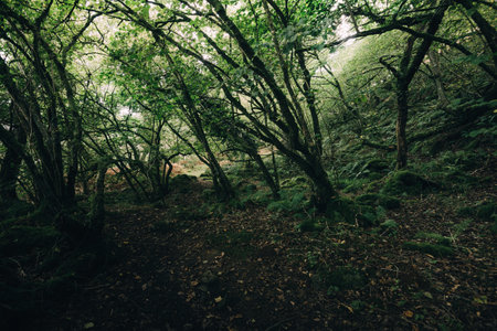 Breathtaking view of the Scottish rainforest. Ancient trees, moss and fern close-up. Crinan Canal,...