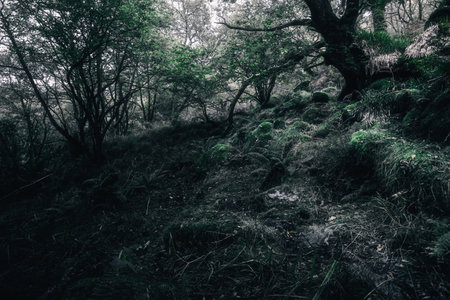 Breathtaking view of the Scottish rainforest. Ancient trees, moss and fern close-up. Crinan Canal,...