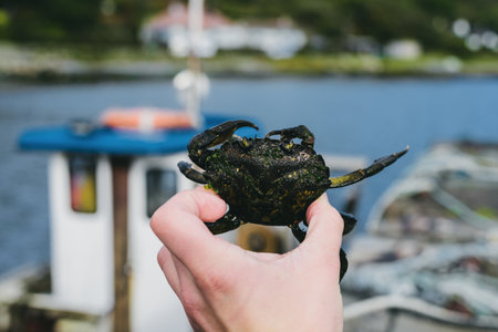 A small yellow crab in a hand, close-up. Yacht marina in the background. Environmental conservation theme. Craighouse, Jura island, Inner Hebrides, Scotland, UKの写真素材