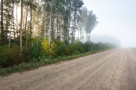 An empty dirt country road (alley) through the green forest and fields in a fog at sunrise. Pure...