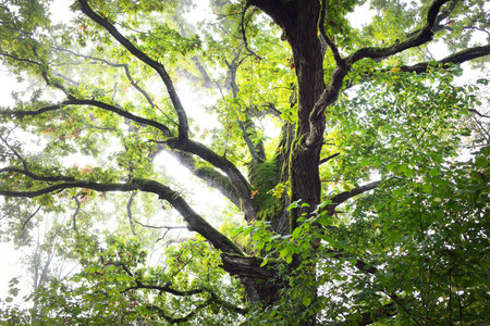 Close-up of mighty sorcerer deciduous tree in a fog at sunrise. Moss, fern, plants. Dark atmospheric landscape. Fall season. Pure nature, ecology, environmental conservation in Latvia, Europeの写真素材