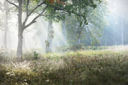 Picturesque scenery of the dark forest in a mysterious fog at sunrise. Sun rays through the old...