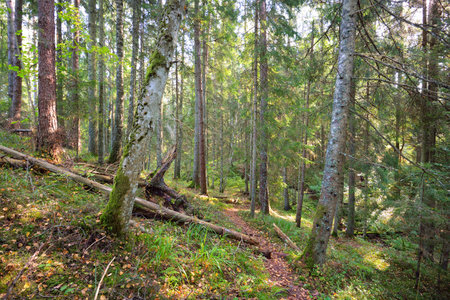 Pathway through the evergreen forest. Ancient pine and deciduous trees, moss, fern, plants. Warm...