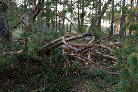 Single lane rural road (pathway) blocked by fallen pine tree. Storm, thunderstorm, hurricane. Early...