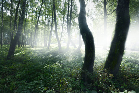 Green birch forest on a clear sunny day. Public park. Tree trunks close-up. Pure sunlight, daylight,...