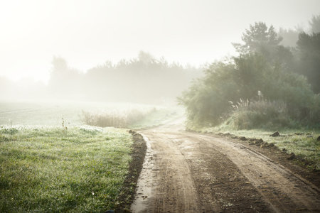 An empty dirt country road (alley) through the green forest and fields in a fog at sunrise. Picturesque scenery. Pure morning light. Early autumn, fall season, seasons, travel, vacations, eco tourismの写真素材