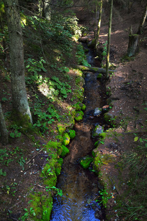 Small river (stream) in the evergreen forest. Ancient pine and deciduous trees, rocks, moss, fern, plants. Natural textures. Dark atmospheric landscape. Pure nature, eco tourism, environment, ecologyの写真素材