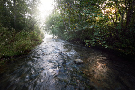 Wild river in the dark forest at sunrise. Pure morning sunlight, sunbeams, fog, haze. Old trees,...