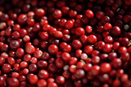 Close-up of red forest berries (lingonberry). Abstract natural pattern, texture, background, wallpaper. Forestry, eco tourism, gardening, farm industry concepts. Healthy, vegan, diet foodの写真素材