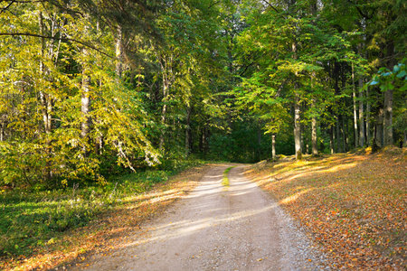 An empty rural road (alley) through the colorful deciduous trees with green, golden, orange, red and...