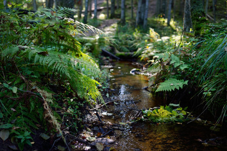 Small river (stream) in the dark evergreen forest. Crystal clear water, rocks, moss, fern, tree logs close-up. Natural textures. Atmospheric landscape. Pure nature, environment, ecologyの写真素材