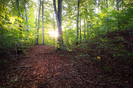 Dark green beech trees, ancient tree trunks close-up, forest floor of colorful dry leaves. Early autumn. Sunlight. Atmospheric landscape. Pure nature, ecology, environmental conservation, eco tourismの写真素材