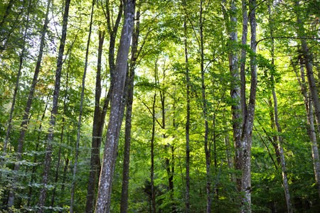 Picturesque scenery of the dark green beech forest, ancient tree trunks close-up. Early autumn....